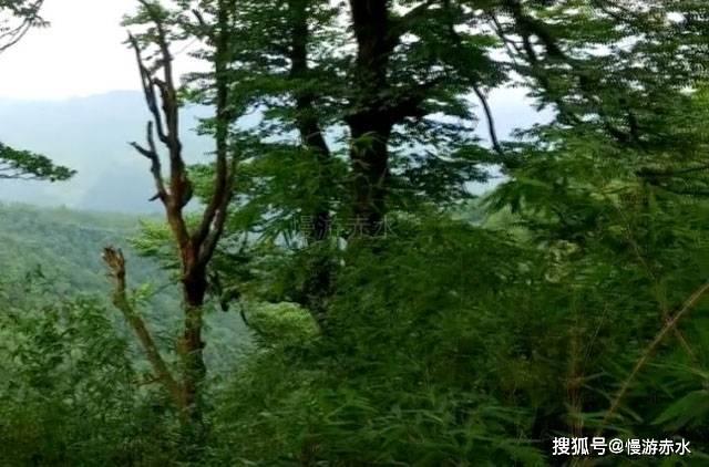 苏菲亚安伯时装秀